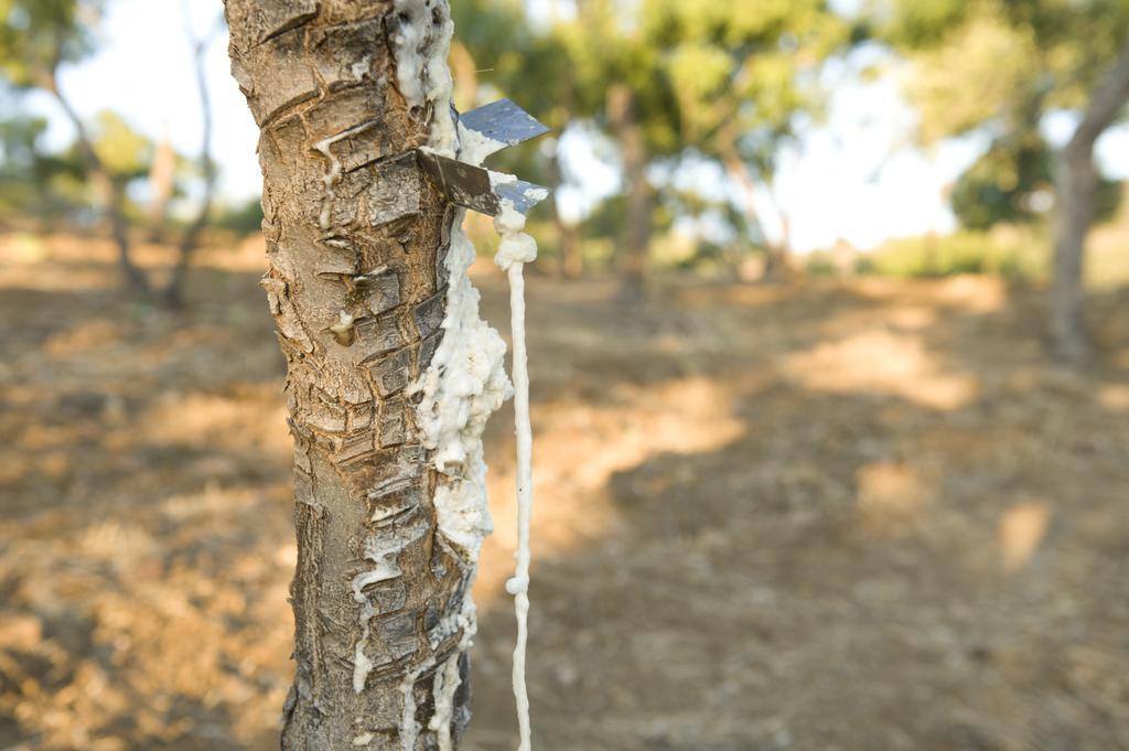 La Manna Di Zabbra Guest House Pollina Rom bilde